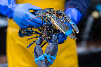 英国苏格兰西海岸欧洲蓝色龙虾